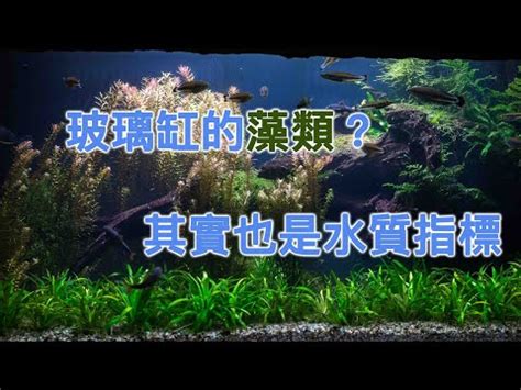 魚缸藻類種類